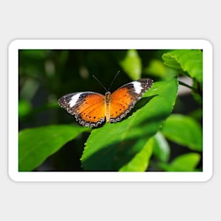 Orange Lacewing Butterfly Sticker